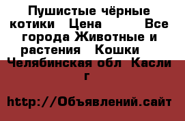 Пушистые чёрные котики › Цена ­ 100 - Все города Животные и растения » Кошки   . Челябинская обл.,Касли г.